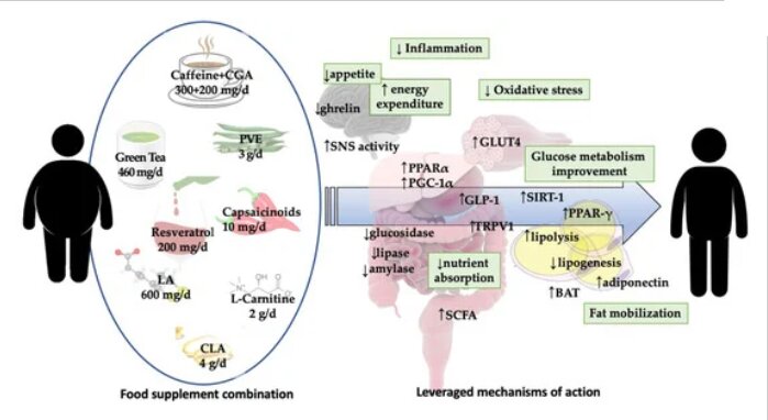 L' abuso degli integratori L' abuso degli integratori