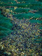 adotta-un-olivo-in-toscana