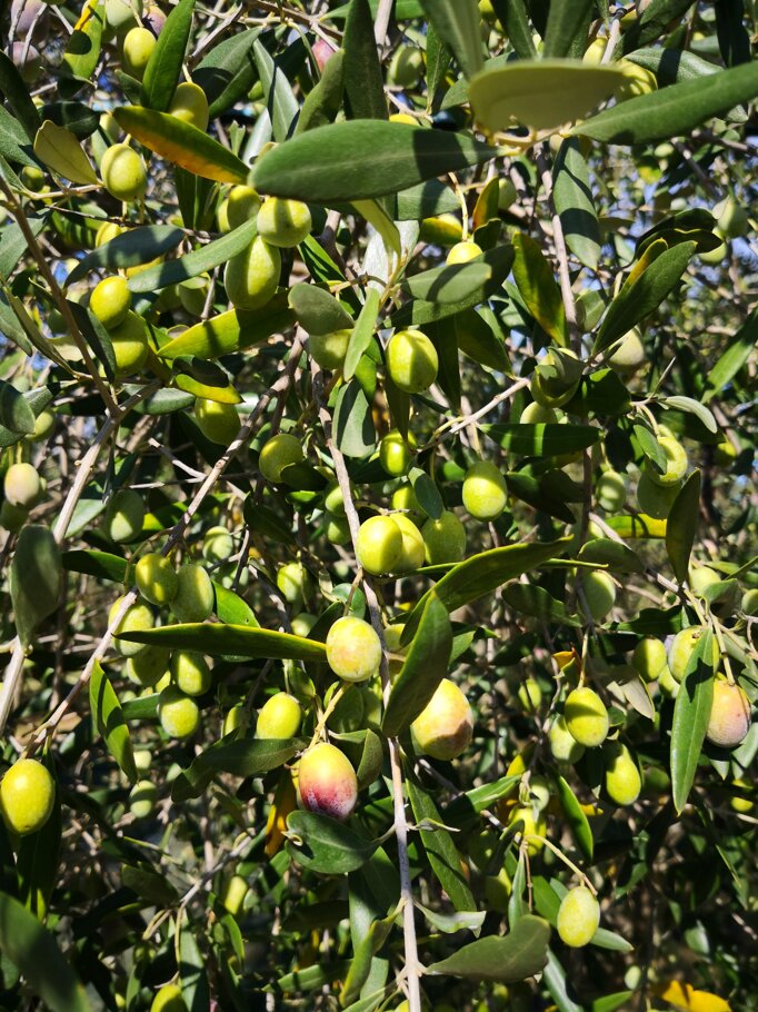 29582ca2-476b-4e1a-bed8-31a756f1a655