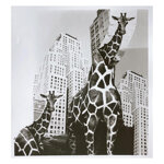 giraffe-new-york