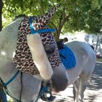 maschere-per-cavalli