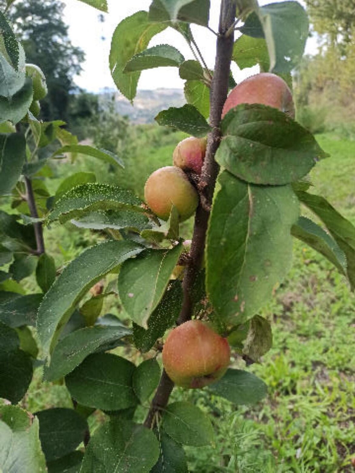 24ee5f02-db06-460c-b99a-58a1bb5ee215 24ee5f02-db06-460c-b99a-58a1bb5ee215