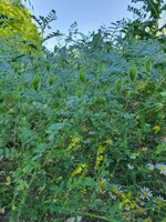 farina-di-ceci-di-montemurlo-biologici-macinata-a-pietra