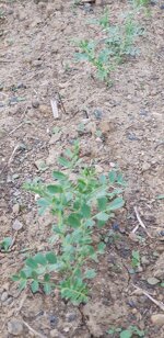 ceci-di-montemurlo-biologici