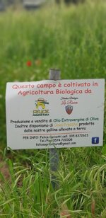 farina-di-grano-tenero-biologica-maciata-a-pietra