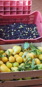 condimento-di-limoni-e-olive-bio
