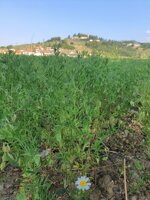 lenticchie-di-montemurlo