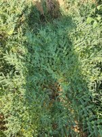 farina-di-ceci-di-montemurlo-biologici-macinata-a-pietra