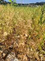 lenticchie-di-montemurlo