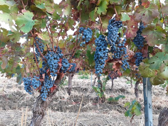 e993e988-13d1-4fbb-a207-0c1be4d69a0a e993e988-13d1-4fbb-a207-0c1be4d69a0a