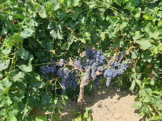 35369ac5-f5a4-47d4-9c08-fb48fc9e0598 35369ac5-f5a4-47d4-9c08-fb48fc9e0598