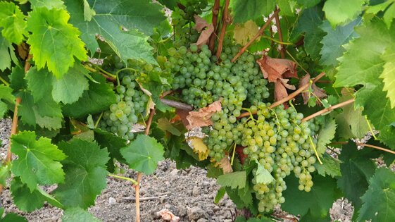 4333b3de-672d-4625-b2c3-ca6ee17d275e 4333b3de-672d-4625-b2c3-ca6ee17d275e