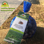 1-kg-chiocciole-pulite-e-spurgate-pronte-da-cucinare