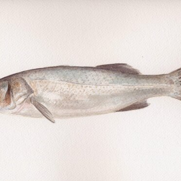 pesce acquerello cm