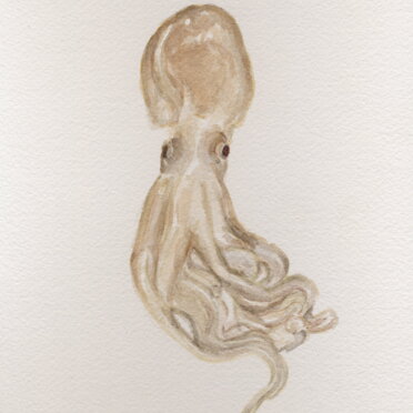 moscardino acquerello cm 13x 18