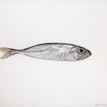 opa acquerello cm 13x 18