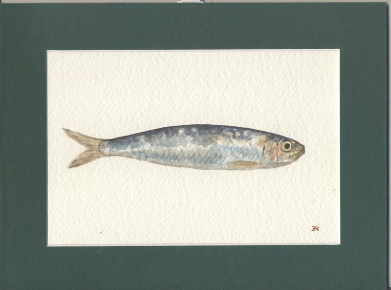 sardina-di-elisabetta-rosati