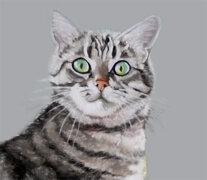 Il Tuo gatto in un Quadro su tela Il Tuo gatto in un Quadro su tela