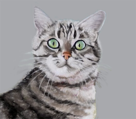 gatto gatto