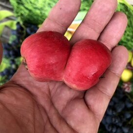 le biodiversità le biodiversità