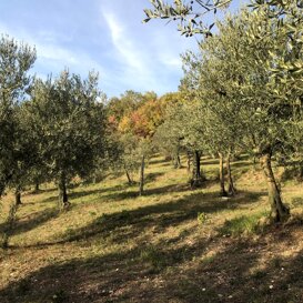 il nostro olio il nostro olio