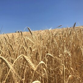 il nostro grano il nostro grano