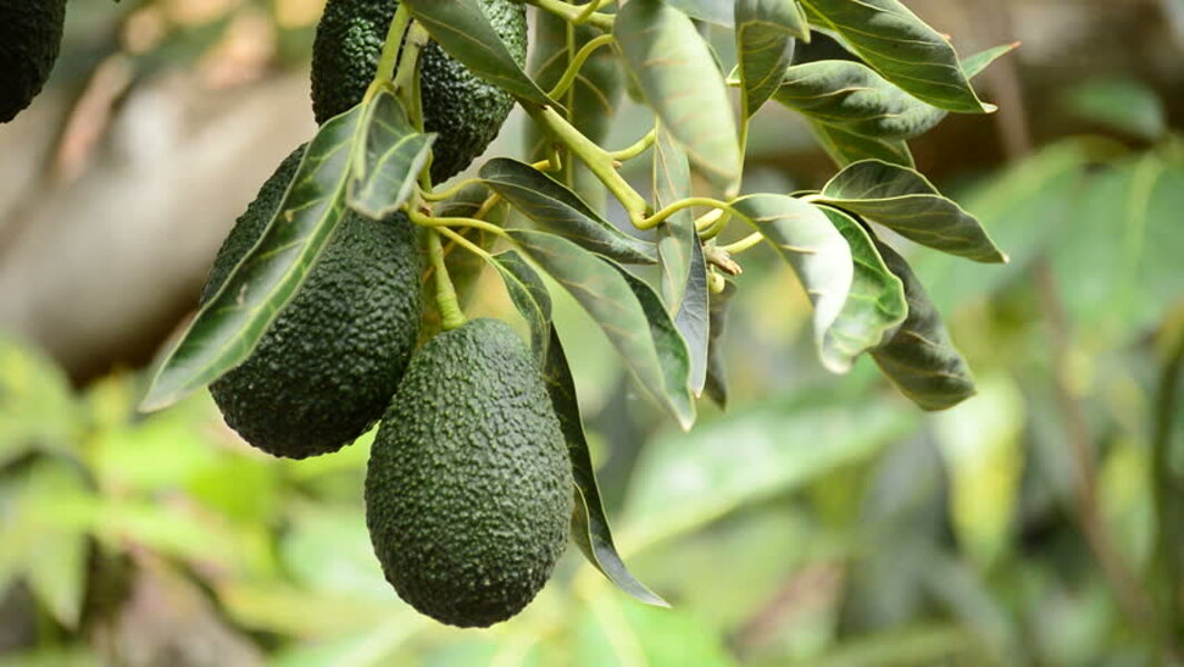 Il miglior avocado Il miglior avocado