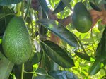 box-avocado-fuerte-cassetta-da-4-kg