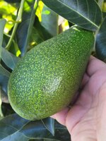 box-avocado-fuerte-cassetta-da-4-kg