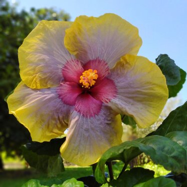 Hibiscus Flavius Fiore medio-grosso