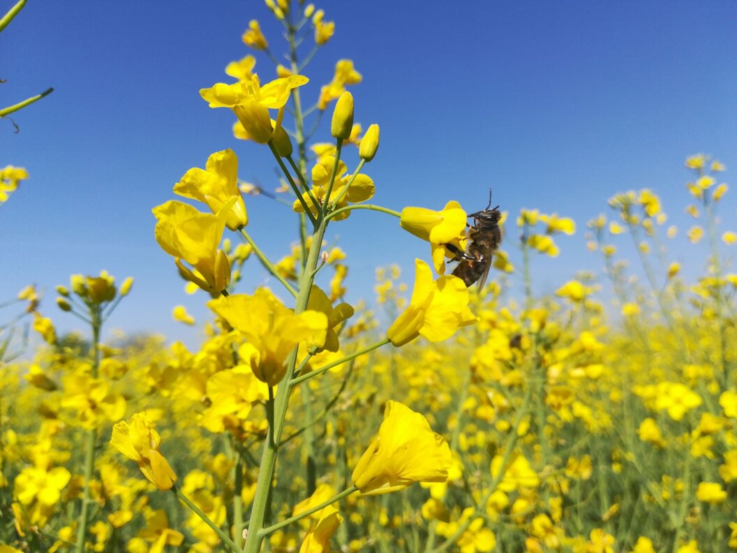 25cf429c-3508-4129-bde3-52c4aad9a659 25cf429c-3508-4129-bde3-52c4aad9a659