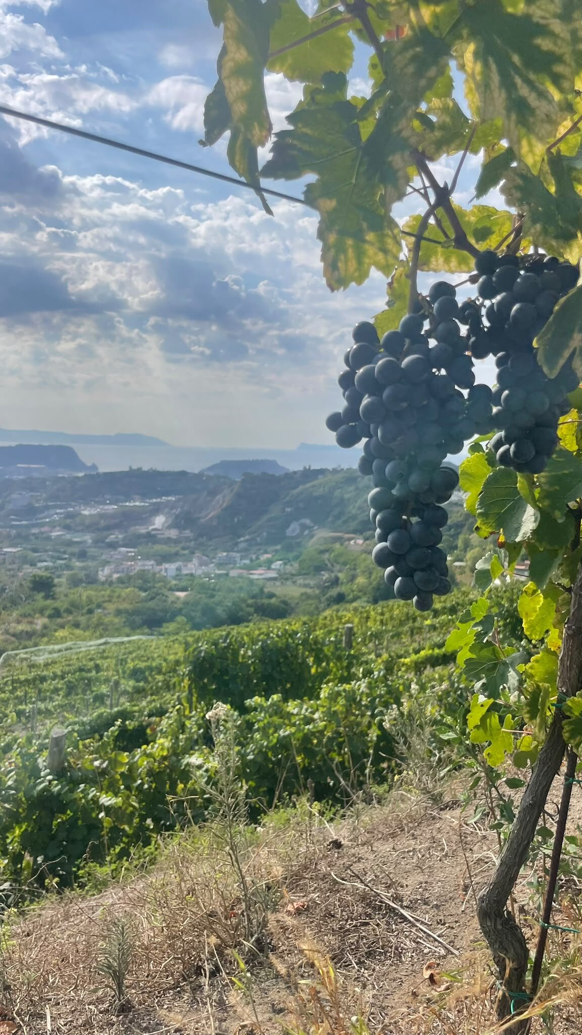 Vendemmia 2026, alle Cantine Federiciane si raccoglie l’anima vulcanica di Vigna Cigliano