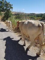 vacca-charolais-oltre-i-3-anni-o-che-abbia-gia-concepito