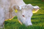 toro-razza-charolais-adulto-o-superato-i-4-anni
