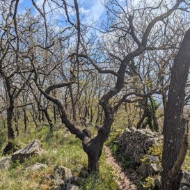 Quercia