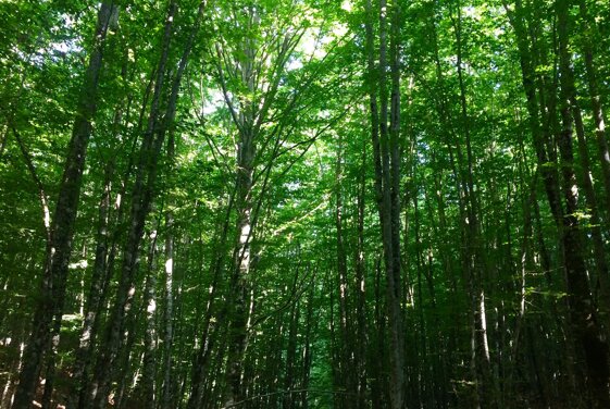 c44d28b4-51cd-4d8c-a83a-26d074351a8a