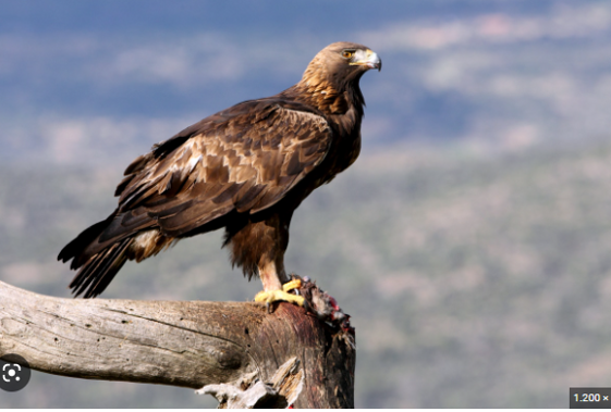 f1cb3e15-1a67-496b-ad5f-69f6d2e6a3e6 f1cb3e15-1a67-496b-ad5f-69f6d2e6a3e6