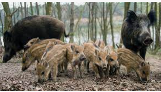 80704f9b-7ef3-45a8-9cd9-34649047dd0d