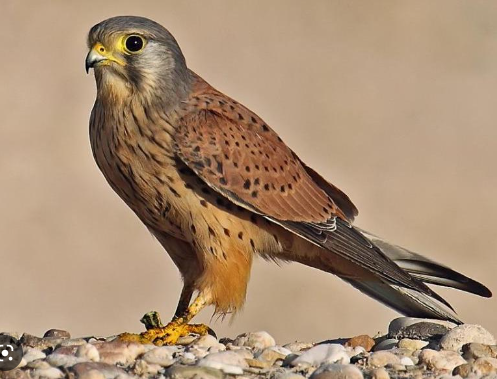 df9190c0-0b16-49fe-adf4-a94bc4886c23 df9190c0-0b16-49fe-adf4-a94bc4886c23