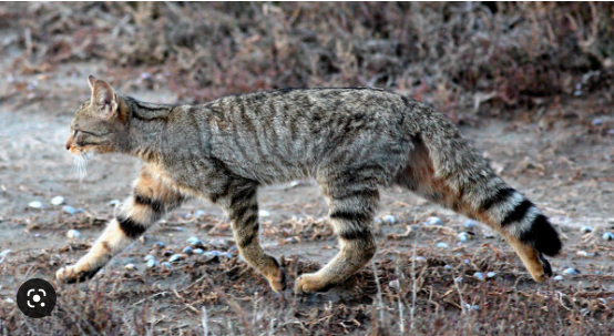 1e64d5a5-da15-4c54-8675-0dc578a2a483