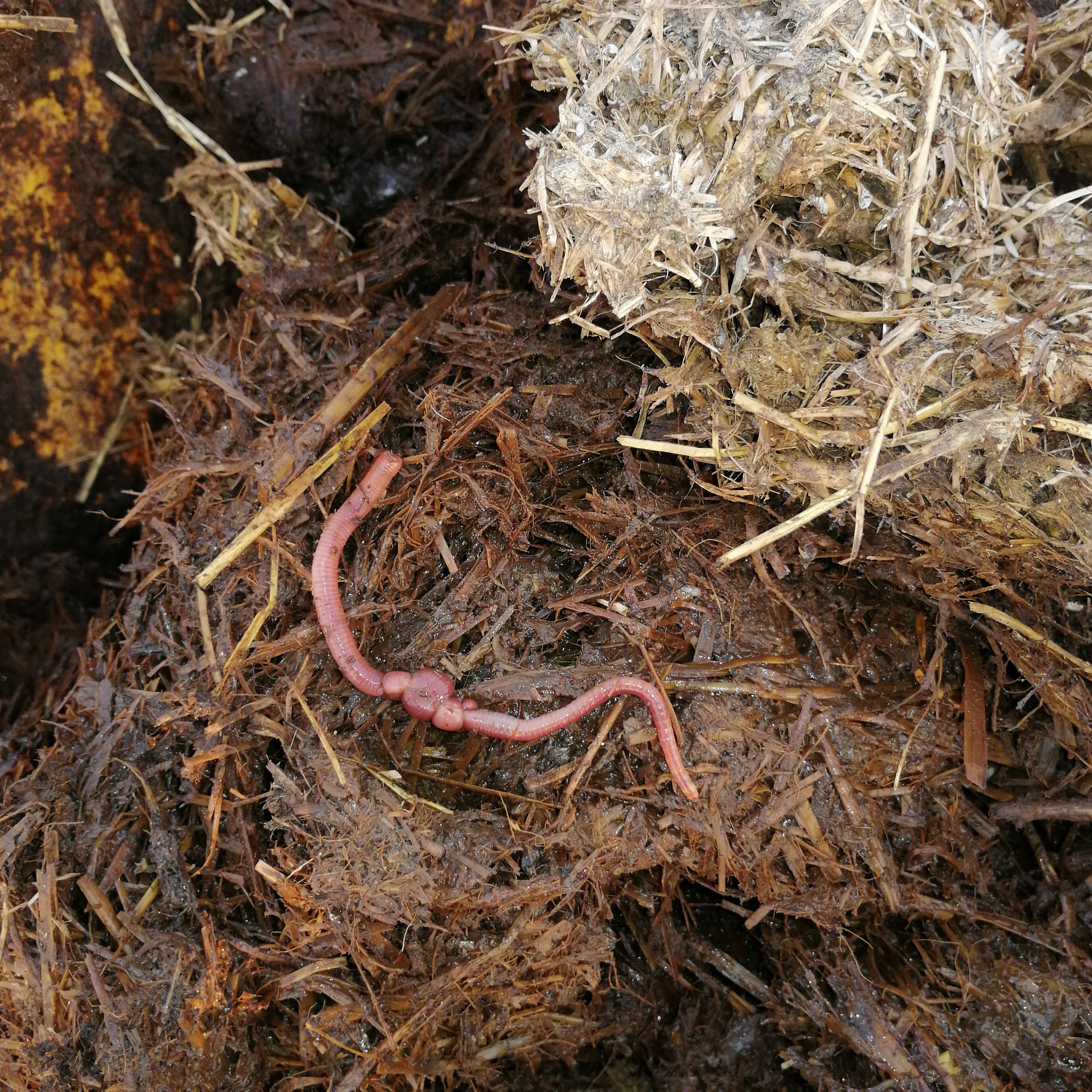 Come mai I lombrichi creano l'humus?