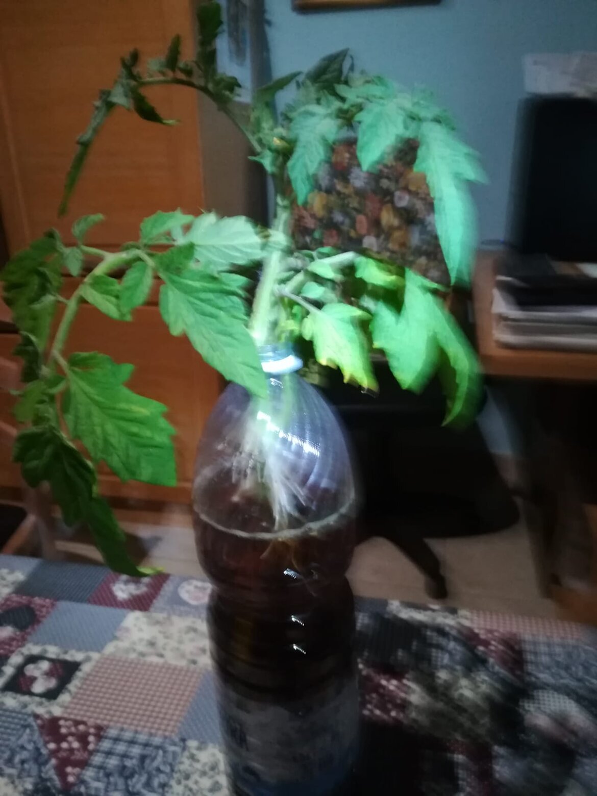 Ramo di pomodoro rotto, messo in bottiglia con infusione di humus : ne abbiamo mangiato i pomodori !