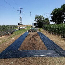 Campo di produzione humus Campo di produzione humus