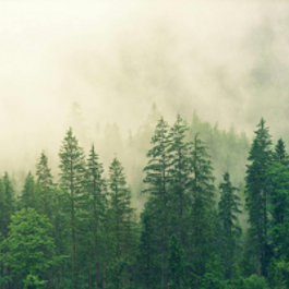 wald