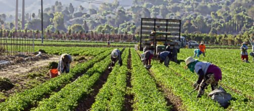 Aziende agricole, la dichiarazione di calamità va inviata entro il 24/2 Aziende agricole, la dichiarazione di calamità va inviata entro il 24/2