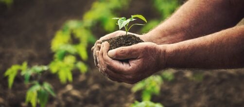 Politica Agricola Comune: la proroga termini domande di aiuto 2023 al 30 giugno