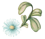 fiori e foglie mirrored