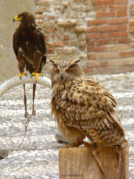 Owl