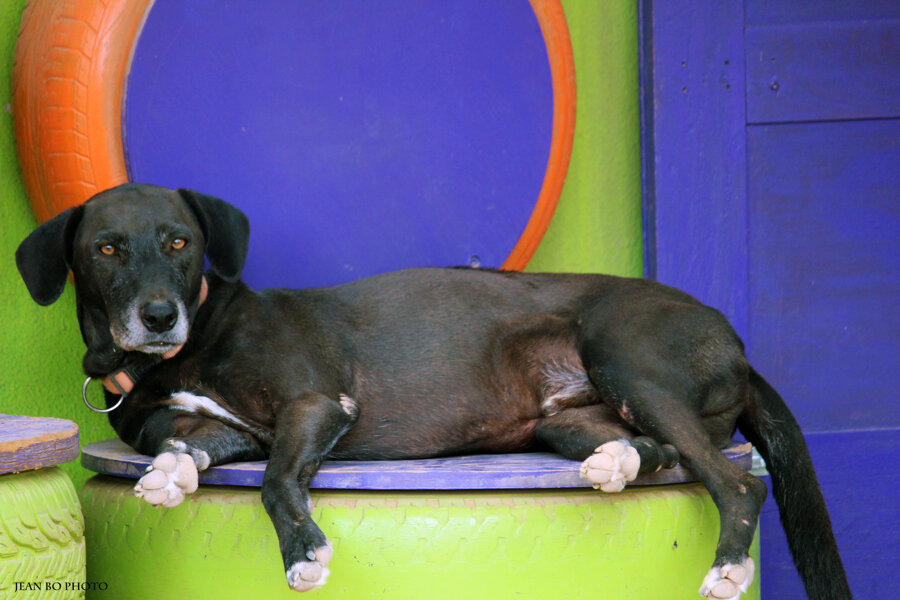 Colorful dog