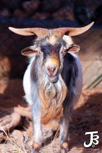 Goat
